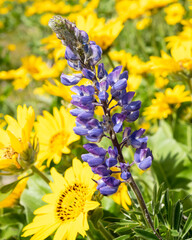 Purple Lupine standing upright over balsamroot near the Columbia River in southern Washington State