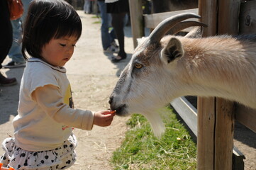 ヤギにエサを与える小さな子供