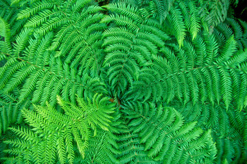 green fern leaves