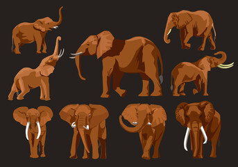 wild elephant vector set