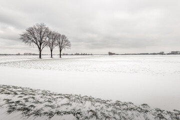 Dutch winter landscape with three bare tree silhouettes in a snowy field. The photo was taken in the province of North Brabant.