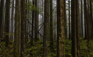 Canadian Rain Forest. Beautiful View of Fresh Green Trees in the Woods. Taken in Lynn Valley Cannyon, North Vancouver, British Columbia, Canada. Panorama Nature Background