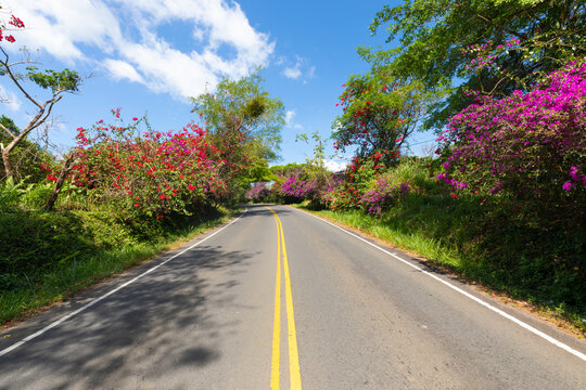 Panama Majagua Dolega road with flowering trees