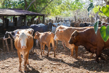 Panama Veladero, cattle in the corral of a farm