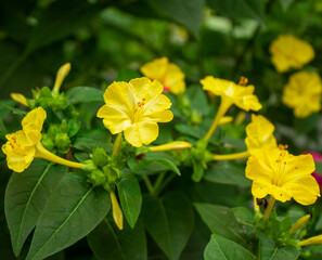 Jardín Amarillo - Yellow Garden 