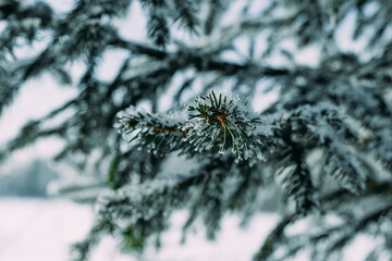 Christmas tree branch covered with frost on a frosty day. Christmas tree. Frost-covered needles. Frost. Christmas tree branches in the snow.