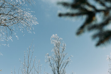 Christmas tree branch covered with frost on a frosty day. Christmas tree. Frost-covered needles. Frost. Christmas tree branches in the snow.