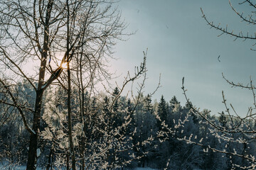 Scenery. Winter forest landscape. Winter forest in frosty weather. Snow in the forest. Snow on the trees. Snowy winter.