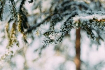 Obraz premium Christmas tree branch covered with frost on a frosty day. Christmas tree. Frost-covered needles. Frost. Christmas tree branches in the snow.
