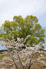 国分城山公園の桜と楠木の若葉	