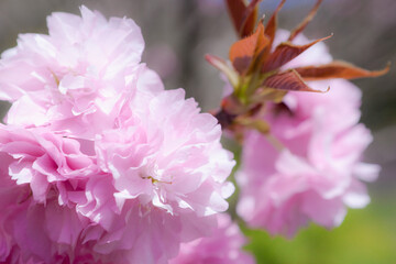 ソフトイメージに写した八重の桜	