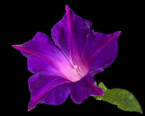 Violet flower of ipomoea, Japanese morning glory, convolvulus, isolated on black background