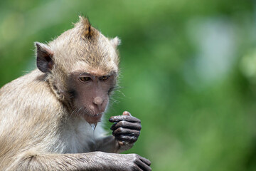 可愛いサル