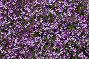 Flowers mauve pink Saponaria ocymoides - Flores de color malva rosa Saponaria ocymoides