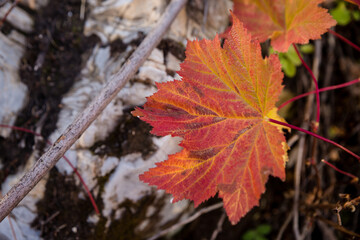 Closeup of autumnal maple leaf 