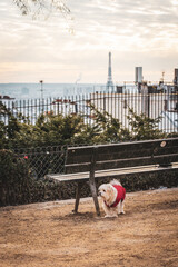 Puppy standing by a bench in Paris, France, with Eiffel Tower in the background