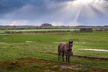 A beautiful English countryside view with a dark brown horse, bright blue sky, white clouds and sunlight on a field. Blyth, Northumberland vibrant autumn landscape with trees in the background.