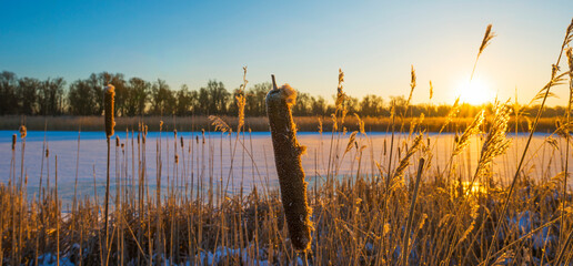 Snowy edge of a white frozen lake in wetland under a blue sunny sky at sunrise in winter, Almere, Flevoland, The Netherlands, February 11, 2020