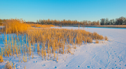 Snowy edge of a white frozen lake in wetland under a blue sunny sky at sunrise in winter, Almere, Flevoland, The Netherlands, February 11, 2020