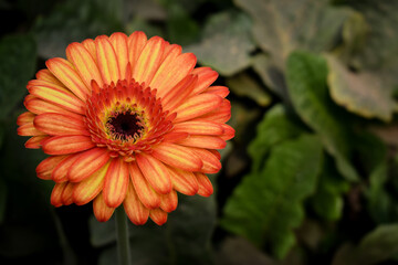 Flor en color anaranjado plantada en campo de gerberas en antigua guatemala