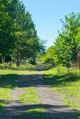 forest in the morning
