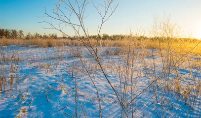 Foto auf Leinwand Snowy white frozen field in wetland under a blue bright sky in sunlight in winter, Almere, Flevoland, The Netherlands, February 11, 2020  © Naj