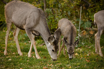 Doe and fawns grazing in Waterton National Park