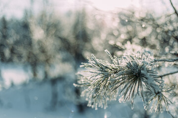 Christmas tree branch covered with frost on a frosty day. Christmas tree. Frost-covered needles. Frost. Christmas tree branches in the snow.