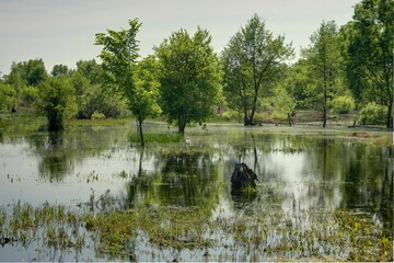 Fototapeta premium lake in the forest