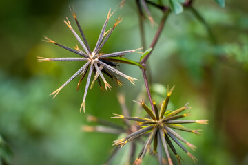 The spiky seed heads of  the Spanish Needles plant (Bidens bipinnata). Raleigh, North Carolina.