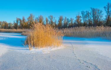 Snowy edge of a white frozen lake in wetland under a blue sunny sky at sunrise in winter, Almere, Flevoland, The Netherlands, February 11, 2020