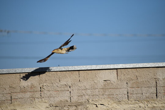 Side view of Brazilian yellow bird (guira cuckoo)  with high crest flies away from the brick cement wall and wires in the back