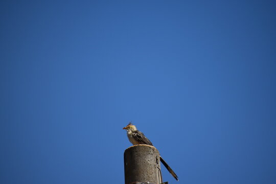 ide view of Brazilian yellow bird (guira cuckoo)  with high crest and red beak admiring blue sky