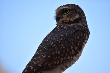 A burrowing owl (athene cunicularia) with yellow eyes looks sideways suspiciously