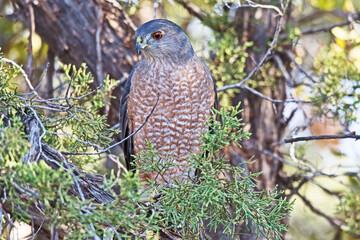 A Coopers Hawk perched in a tree with a red rock background in Sedona, Arizona. This is a medium-sized raptor closely related to sharp-shinned hawks and northern goshawks.