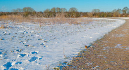 Robin on aan path in a snowy white frozen field in wetland under a blue bright sky in sunlight in winter, Almere, Flevoland, The Netherlands, February 11, 2020