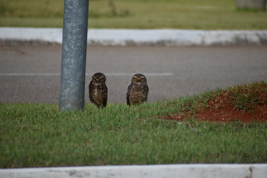Two burrowing owl (athene cunicularia) with yellow eyes enjoy the shade of a light post making funny faces