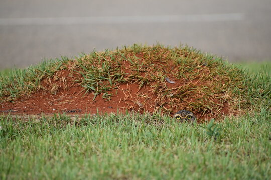 A burrowing owl (athene cunicularia) with yellow eyes plays peek-a-boo barely looking from hole of her cave and burrow in the ground with green grass