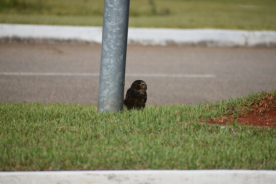 A burrowing owl (athene cunicularia) with yellow eyes plays peek-a-boo looking from the shade of light post on a sunny day