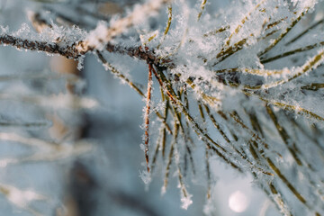 Christmas tree branch covered with frost on a frosty day. Christmas tree. Frost-covered needles. Frost. Christmas tree branches in the snow.
