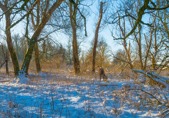 Roe deer in a snow white frozen forest in wetland under a blue bright sky in sunlight in winter, Almere, Flevoland, The Netherlands, February 11, 2020