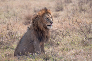Obraz na płótnie Canvas Lion with a full mane of hair, sitting in a field in the Serengeti, Africa, with his tongue out.