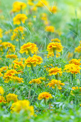 Close-up van gele bloemen die in het veld bloeien