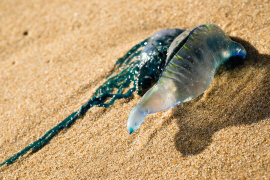 A bluebottle jellyfish found in Garie beach