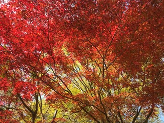 Fototapeta premium 紅葉