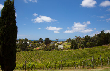 Fototapeta na wymiar Winery and vineyards on Waiheke Island off Auckland, New Zealand.