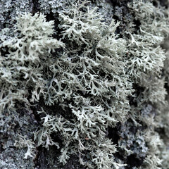 Evernia prunastri gray lichen on a tree trunk