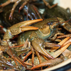 A lot of live crayfish with claws