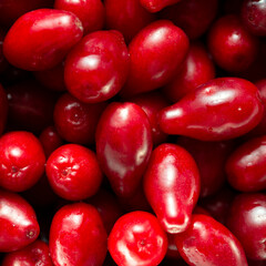 A lot of bright red dogwood fruits. 