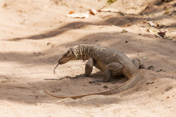 India, Madhya Pradesh, Bandhavgarh National Park. A common monitor is in the road eating small caterpillars that have just hatched.
